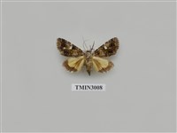 藏品(夜蛾616)的圖片